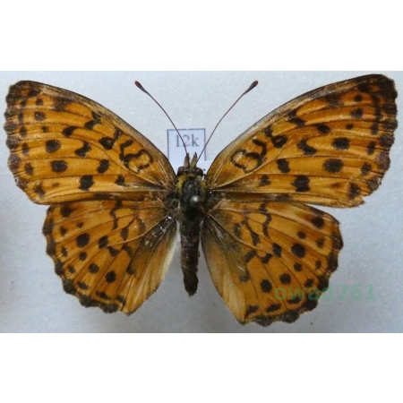 Brenthis daphne (Bergsträsser, 1780) female Dostojka dafne Slovakia12k